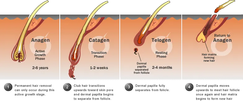 Source: https://www.keratinresearch.com/phyto-life/understanding-hair-growth.html